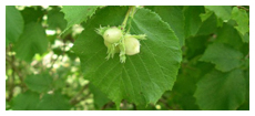 fruto