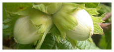 semilla